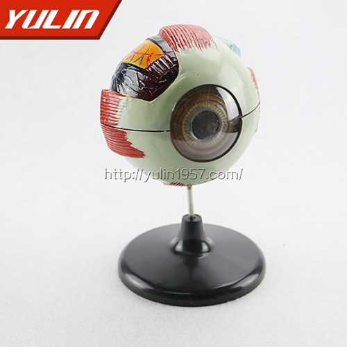 海南眼构造模型