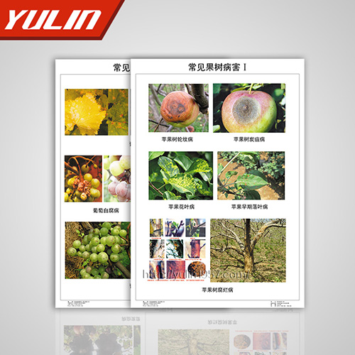 海南园林植物病理挂图