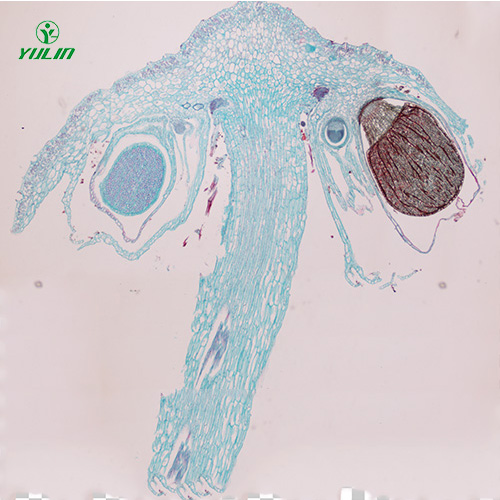 海南苔藓植物生物实验玻片