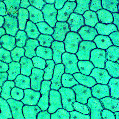 海南植物生物学细胞及组织生物玻片