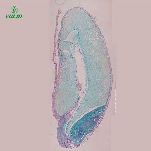 海南植物生物学种子类生物玻片