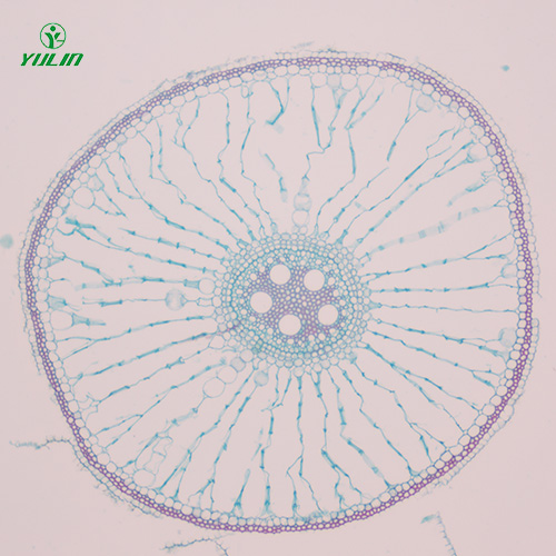 海南植物生物学根及根的变态生物玻片