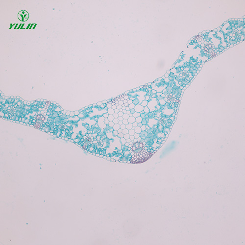 海南植物生物学叶及叶的变态生物玻片