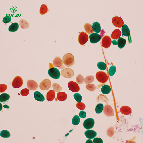 海南植物生物学花及花的生长生物玻片