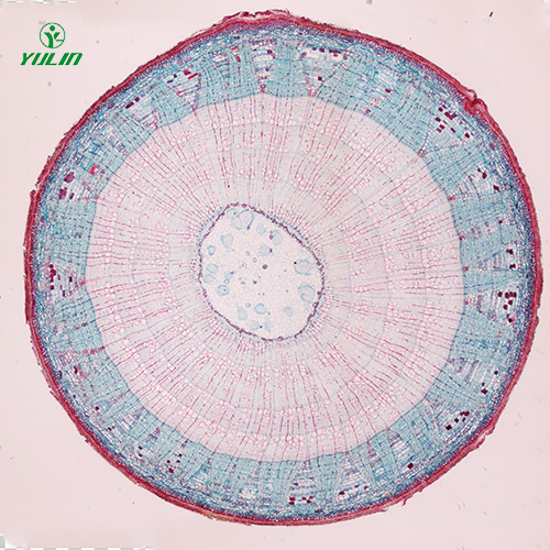 海南植物生物学茎及茎的变态生物玻片