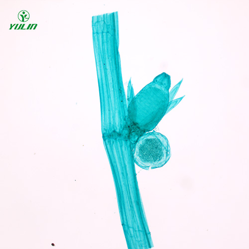 海南植物生物学藻类植物生物玻片