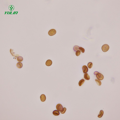 海南植物生物学菌类植物生物切片