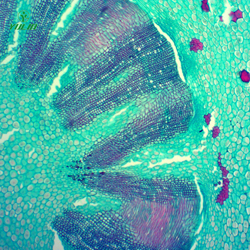 海南常见药用植物根及根茎生物玻片
