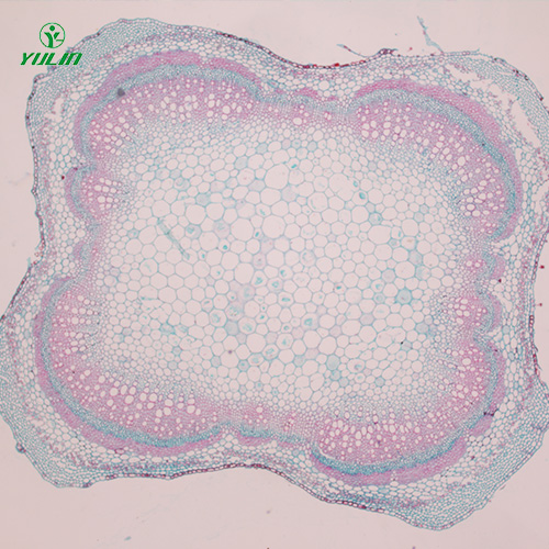 海南植物茎木类横切生药横切