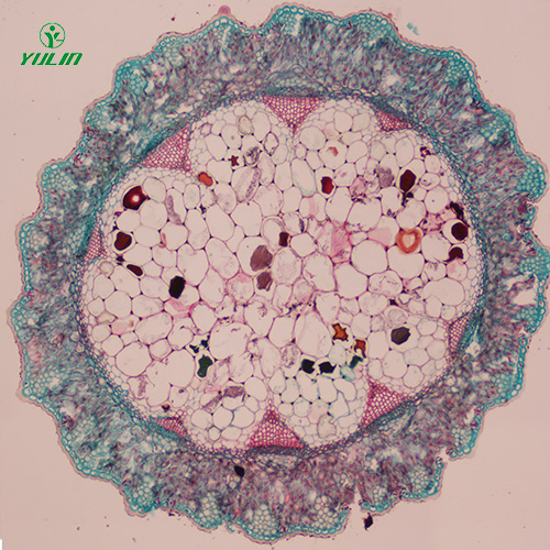 海南常见中药茎木类生物玻片