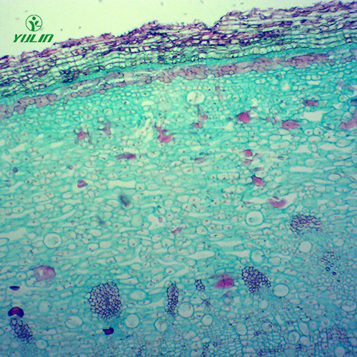 海南中药植物皮类显微实验玻片