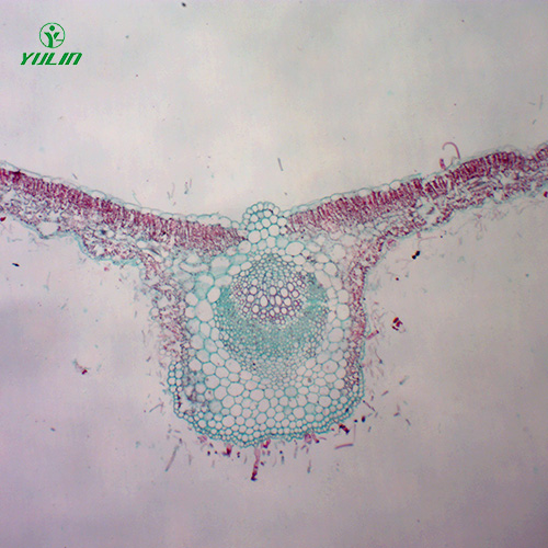 海南中药植物叶类显微实验玻片