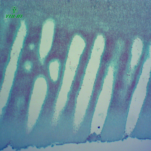 海南常见中药植物菌、藻类生物玻片