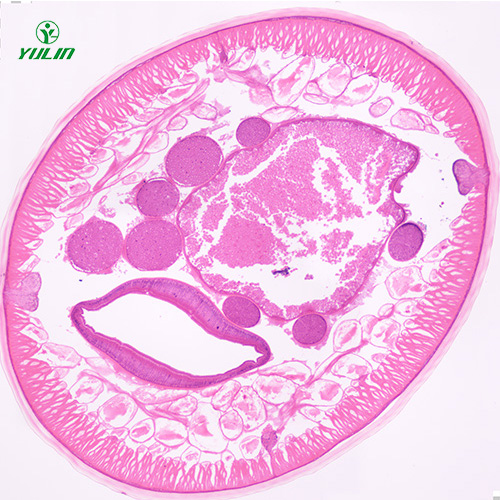 海南蛔虫（雄）