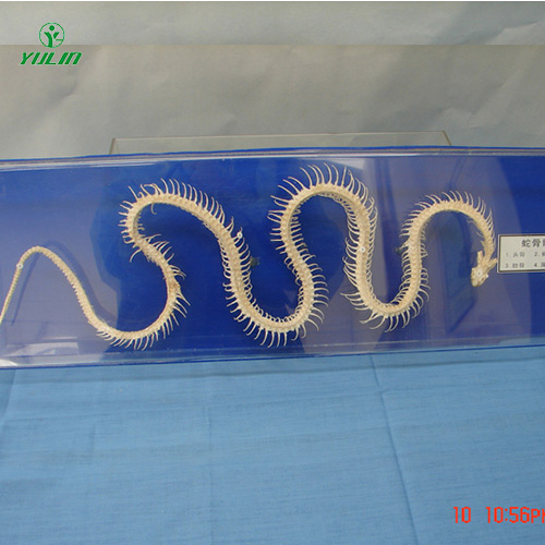 海南蛇骨骼标本