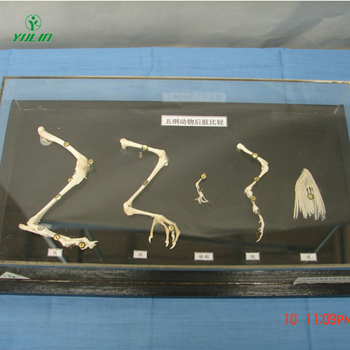 海南五纲动物后肢比较