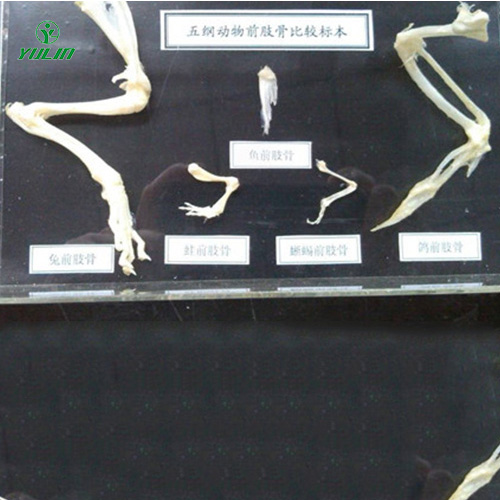 海南五纲动物前肢比较