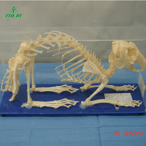 海南兔骨骼包埋标本