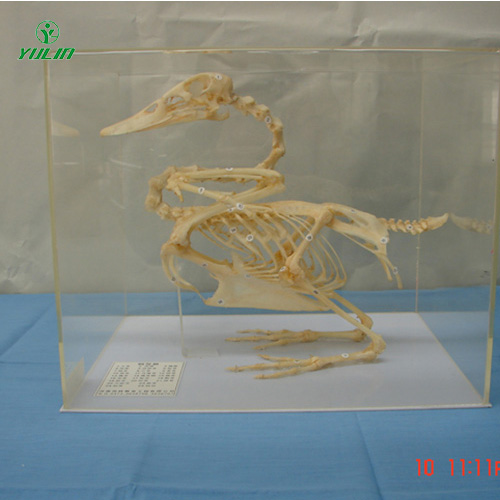海南鸭骨骼包埋标本