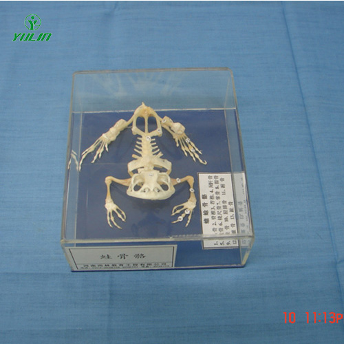 海南蛙骨骼包埋标本