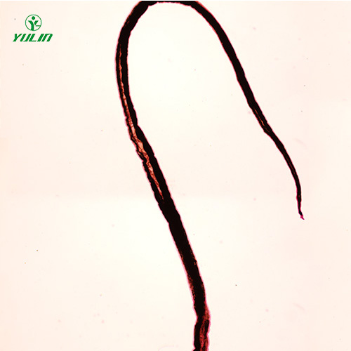 海南血吸虫雄虫装片