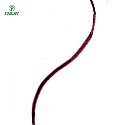 海南血吸虫雌虫装片