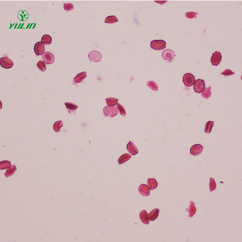 海南医学蠕虫线虫生物显微切片