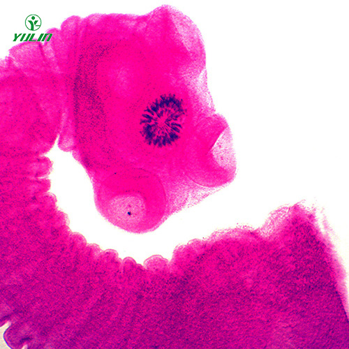 海南医学蠕虫绦虫装片