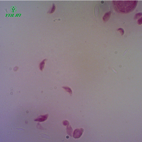 海南医学原虫孢子虫生物实验玻片
