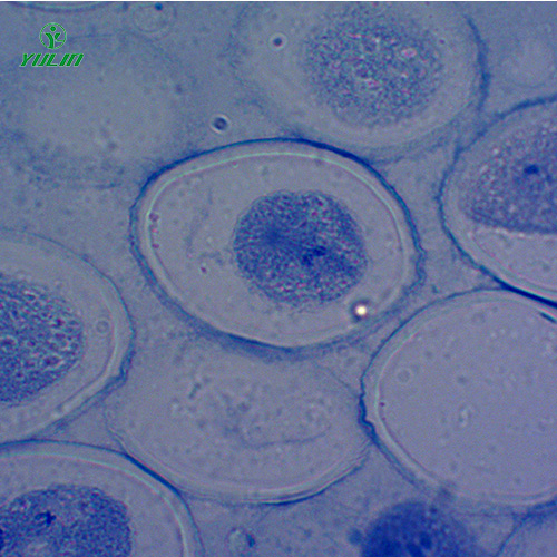 海南细胞及遗传学生物实验玻片标本