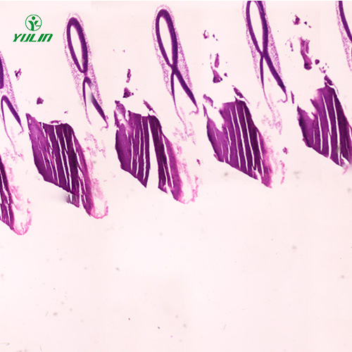 海南动物胚胎学生物显微切片