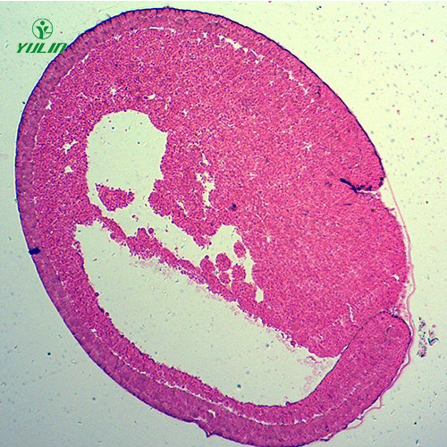 海南蛙胚胎发育时期切片