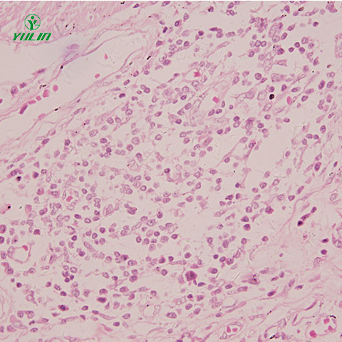 海南组织学感觉器官显微玻片