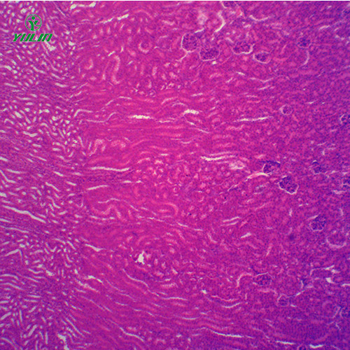海南组织学泌尿系统显微玻片