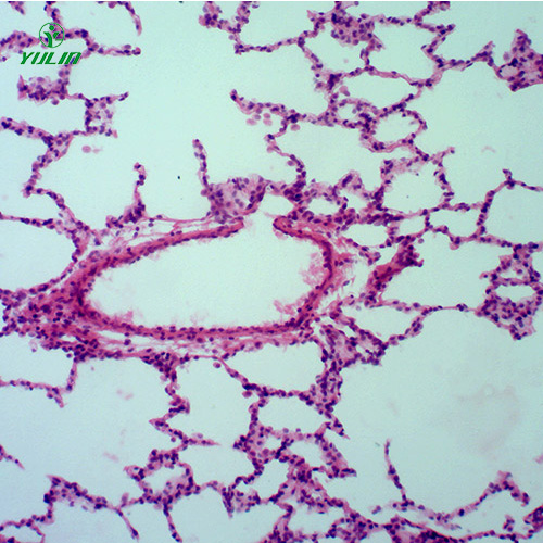 海南组织学呼吸系统显微玻片