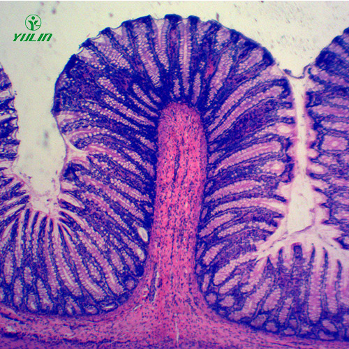 海南组织学消化系统显微玻片