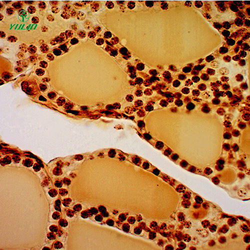 海南组织学内分泌系统显微玻片