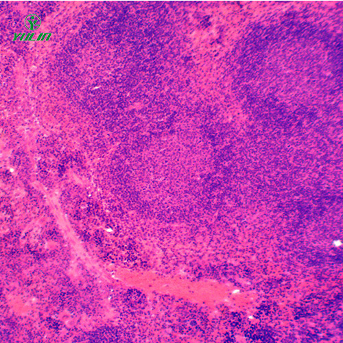 海南组织学免疫系统显微玻片