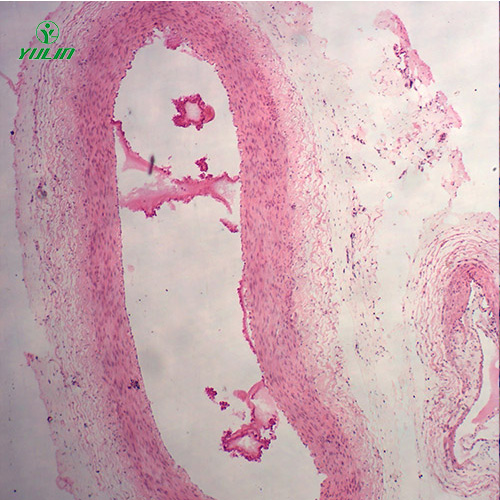 海南组织学循环系统显微玻片