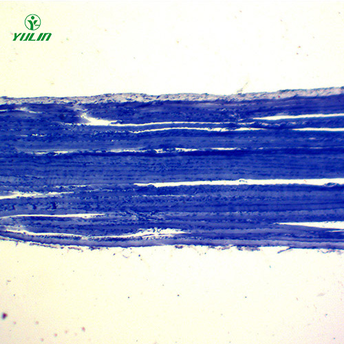 海南组织学肌肉组织生物切片