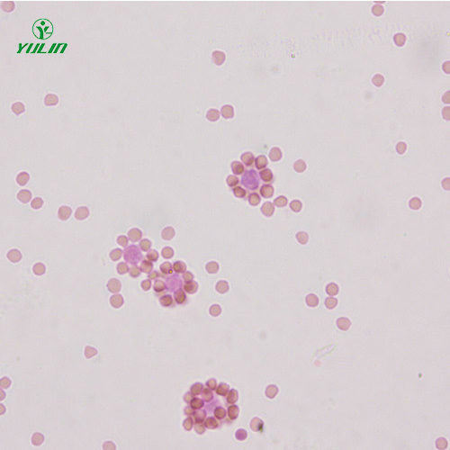 海南免疫学生物实验玻片标本