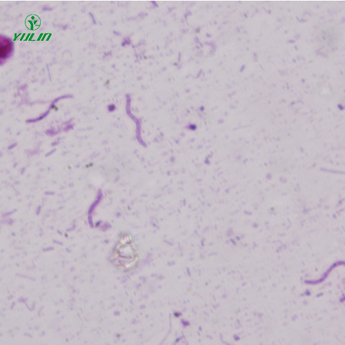 海南螺旋菌生物显微实验标本片