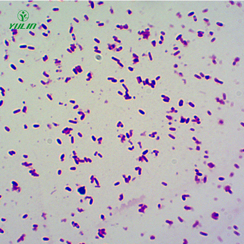 海南杆菌生物显微实验玻片