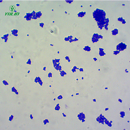 海南球菌生物显微实验玻片