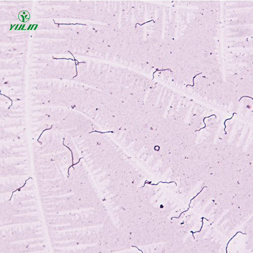 海南细菌、真菌类生物标本片