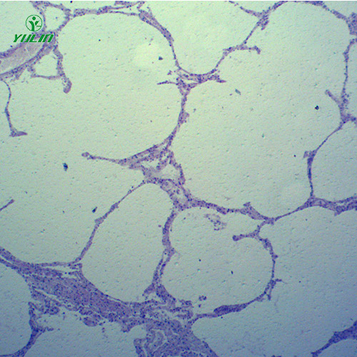 海南动物病理学心血管及呼吸系统疾病切片