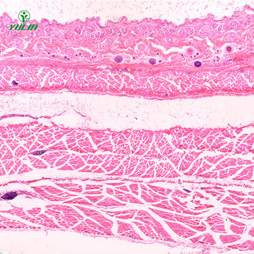 海南哺乳类动物显微实验玻片