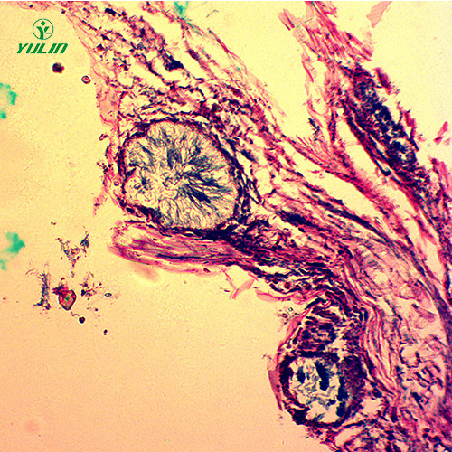 海南观赏植物病害标本片