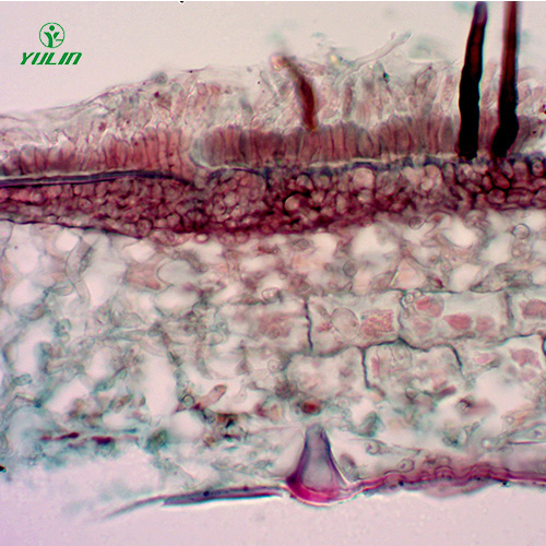 海南果树病害标本片