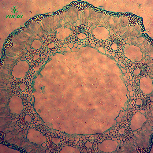 海南葫芦科植物病害切片